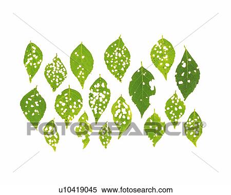 Stock Photography - Green Leaves, High Angle View. Fotosearch