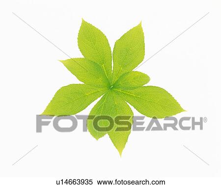 Green Leaves, High Angle View View Large Photo Image Stock Photography - Green Leaves, High Angle View. Fotosearch