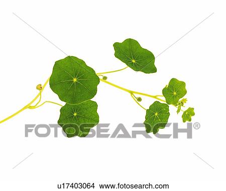 Picture - Leaves and Ivy, Close Up, Copy Space. Fotosearch