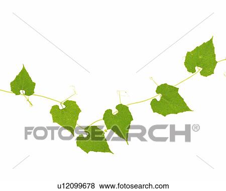 Leaves and Ivy, Close Up, Copy Space View Large Photo Image Stock Photo - Leaves and Ivy, Close Up, Copy Space. Fotosearch