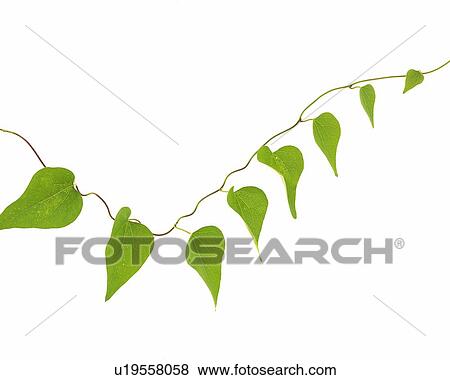 Leaves and Ivy, Close Up, Copy Space View Large Photo Image Stock Photo - Leaves and Ivy, Close Up, Copy Space. Fotosearch