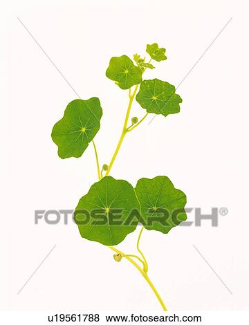 Stock Photo - Leaves and Ivy, Close Up, Copy Space. Fotosearch