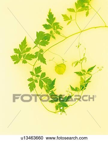 Stock Image - Leaves and Ivy, Close Up. Fotosearch