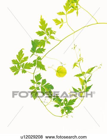 Stock Photo - Leaves and Ivy, Close Up. Fotosearch
