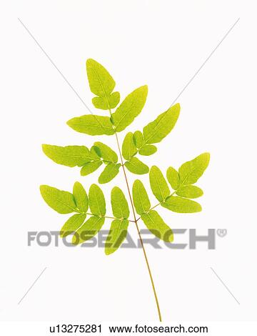 Stock Image - Leaves, Close Up, Copy Space. Fotosearch
