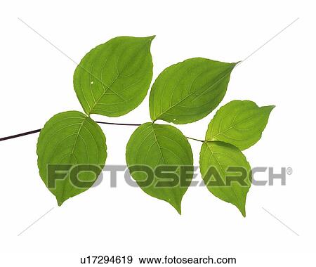 Leaves, Close Up, Copy Space View Large Photo Image Stock Photo - Leaves, Close Up, Copy Space. Fotosearch