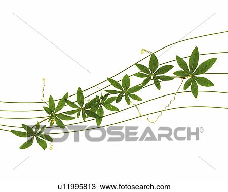 Leaves placed on the five lined ivy, High Angle View View Large Photo Image Stock Image - Leaves placed on the five lined ivy, High Angle View. Fotosearch