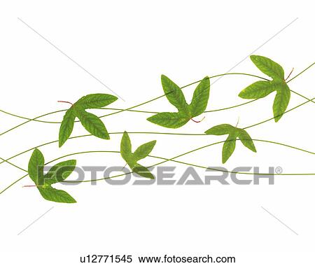 Leaves placed on the five lined ivy, High Angle View View Large Photo Image Stock Photography - Leaves placed on the five lined ivy, High Angle View. Fotosearch