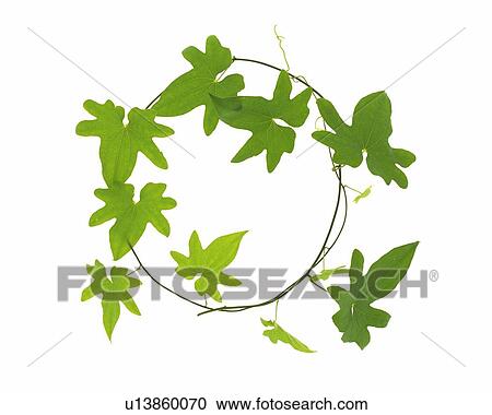 Stock Image - Leaves, Ring Shaped, High Angle View. Fotosearch