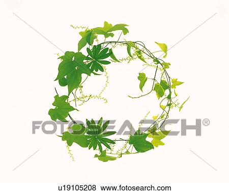 Stock Photo - Leaves, Ring Shaped, High Angle View. Fotosearch