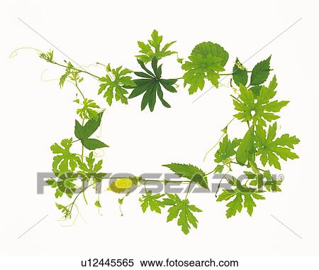 Stock Photography - Leaves, Ring Shaped, High Angle View. Fotosearch