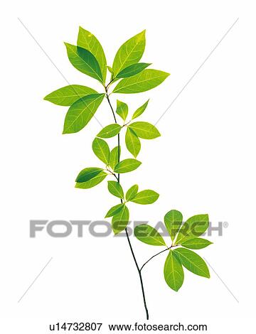 Stock Photo - Lindera Umbellata, Close Up. Fotosearch