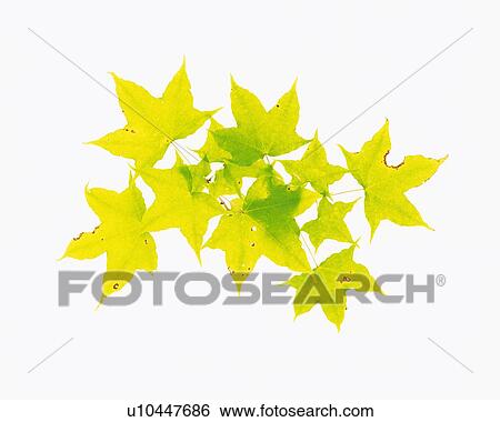 Stock Photograph - Maple Leaves, High Angle View. Fotosearch