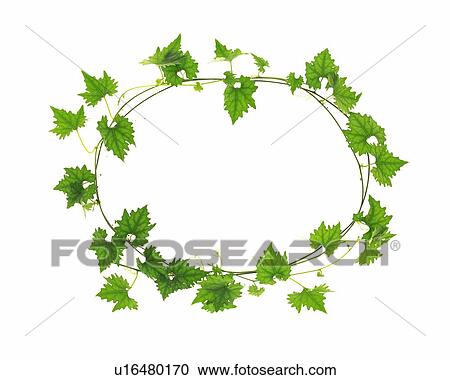 Stock Image - Maple Leaves, Ring Shaped, High Angle View. Fotosearch