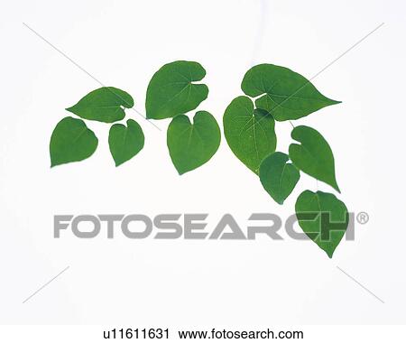 Pothos Leaves, Close Up, Copy Space View Large Photo Image Stock Image - Pothos Leaves, Close Up, Copy Space. Fotosearch