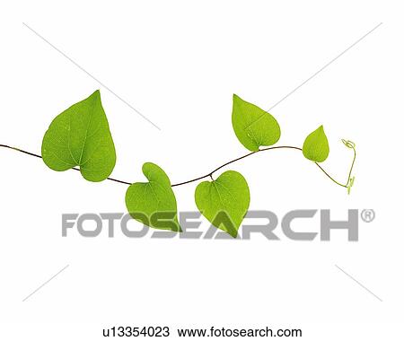 Pothos Leaves, Close Up, Copy Space View Large Photo Image Stock Image - Pothos Leaves, Close Up, Copy Space. Fotosearch