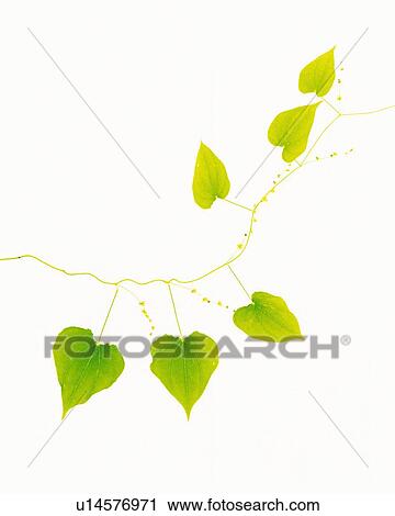 Pothos Leaves, Close Up, Copy Space View Large Photo Image Stock Image - Pothos Leaves, Close Up, Copy Space. Fotosearch