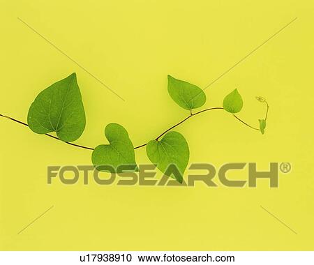 Stock Image - Pothos Leaves, Close Up, Copy Space. Fotosearch