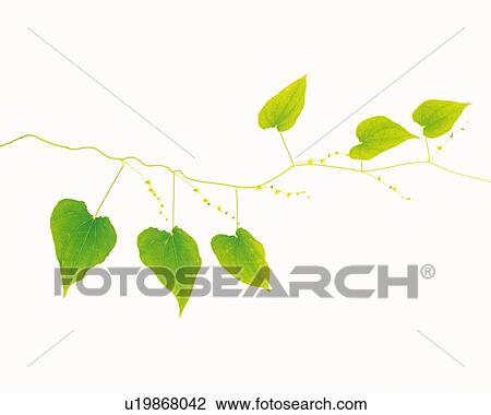 Stock Image - Pothos Leaves, Close Up, Copy Space. Fotosearch