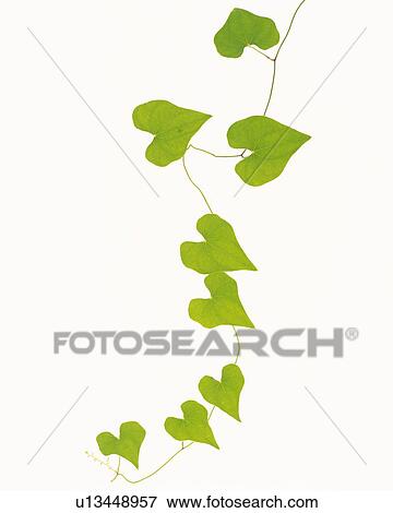 Pothos Leaves, Close Up, Copy Space View Large Photo Image Stock Photo - Pothos Leaves, Close Up, Copy Space. Fotosearch