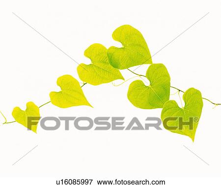 Pothos Leaves, Close Up, Copy Space View Large Photo Image Stock Photo - Pothos Leaves, Close Up, Copy Space. Fotosearch