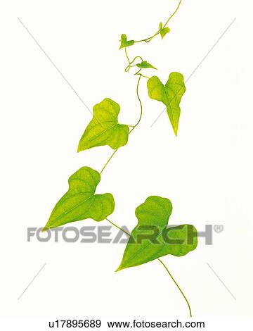 Pothos Leaves, Close Up, Copy Space View Large Photo Image Stock Photo - Pothos Leaves, Close Up, Copy Space. Fotosearch