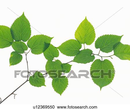 Stock Image - Saw Edged Leaves, Close Up. Fotosearch