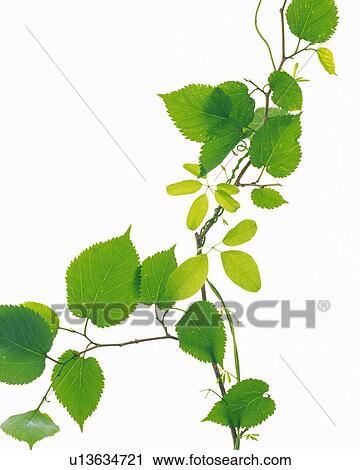 Saw Edged Leaves, Close Up View Large Photo Image Stock Image - Saw Edged Leaves, Close Up. Fotosearch