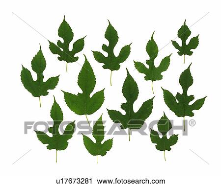 Stock Image - Saw Edged Leaves, Close Up. Fotosearch