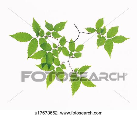 Saw Edged Leaves, Close Up View Large Photo Image Stock Image - Saw Edged Leaves, Close Up. Fotosearch