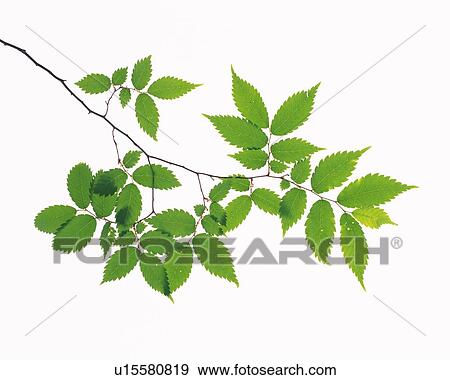 Stock Photo - Saw Edged Leaves, Close Up. Fotosearch
