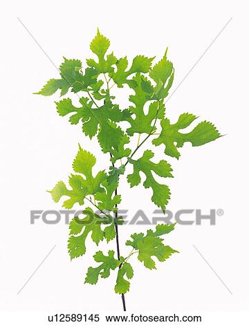 Stock Photography - Saw Edged Leaves, Close Up. Fotosearch
