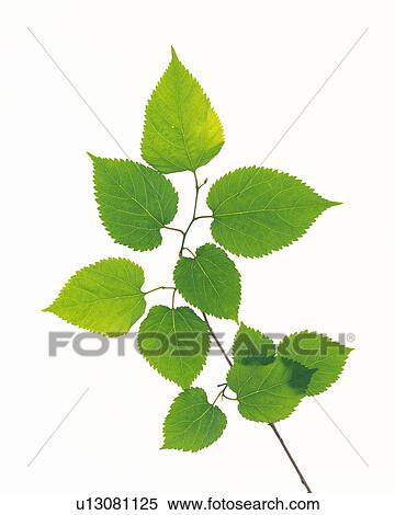 Stock Photography - Saw Edged Leaves, Close Up. Fotosearch