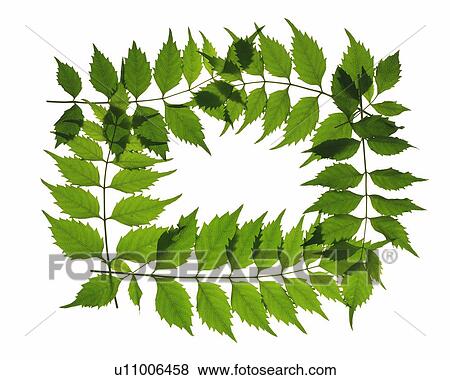 Stock Photo - Saw Edged Leaves, High Angle View. Fotosearch