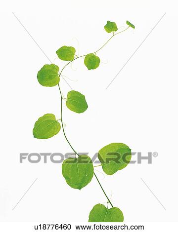 Stock Image - Smilax riparia var. ussuriensis, Close Up. Fotosearch