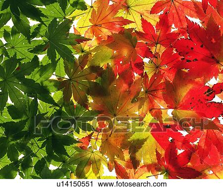 Stock Image - Three Colors of Maple Leaves, High Angle View. Fotosearch