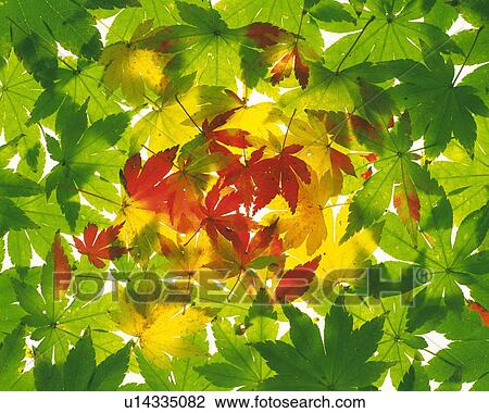 Three Colors of Maple Leaves, High Angle View View Large Photo Image Stock Image - Three Colors of Maple Leaves, High Angle View. Fotosearch