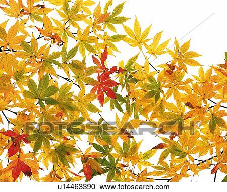 Three Colors of Maple Leaves, High Angle View View Large Photo Image Stock Image - Three Colors of Maple Leaves, High Angle View. Fotosearch