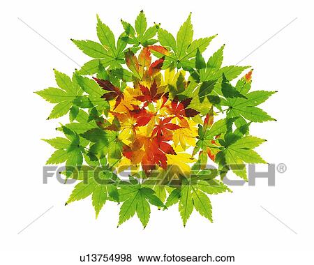 Stock Photo - Three Colors of Maple Leaves, High Angle View. Fotosearch