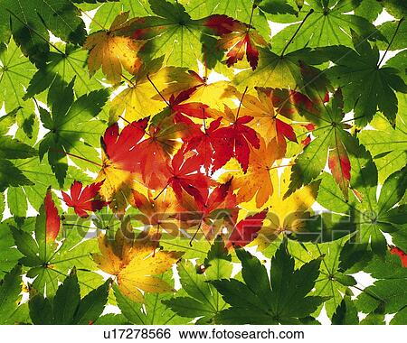 Stock Photograph - Three Colors of Maple Leaves, High Angle View. Fotosearch