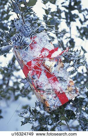 Stock Photo - Christmas present on holly tree with snow, front view. Fotosearch