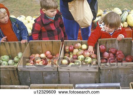 Children selecting apples in New England on Halloween View Large Photo Image Stock Photo - Children selecting apples in New England on Halloween. Fotosearch