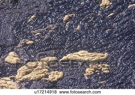 A close-up of the results of an oil spill View Large Photo Image Stock Photo - A close-up of the results of an oil spill . Fotosearch