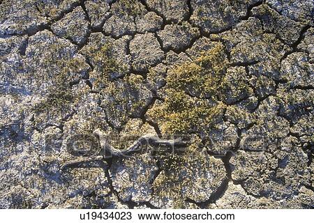 Dry Lakebed View Large Photo Image Stock Image - Dry Lakebed. Fotosearch