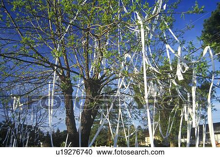 Stock Image - House and front yard wrapped in toilet paper by pranksters. Fotosearch