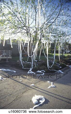 Stock Photograph - House toilet papered by teenagers . Fotosearch