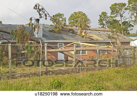 Stock Photo - Pine tree collapses on house roof from hurricane Ivan . Fotosearch