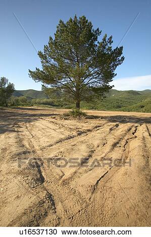 Stock Image - A lone tree in a field that is being developed for construction. Fotosearch