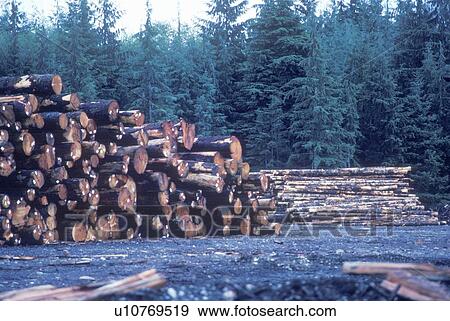 Stock Photo - A pile of logs awaiting milling at a Washington mill. Fotosearch