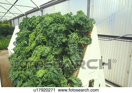 Hydroponic lettuce farming at an Environmental Research Laboratory, USA View Large Photo Image Stock Image - Hydroponic lettuce farming at an Environmental Research Laboratory, USA. Fotosearch